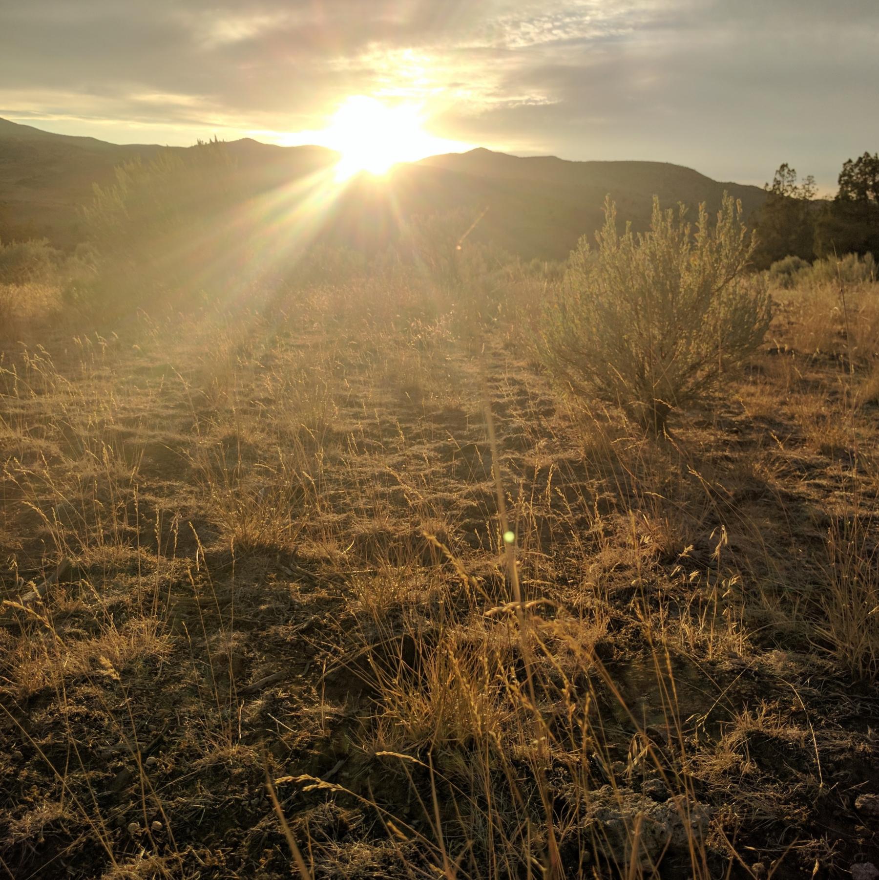 Sun.